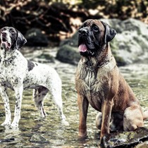 Natur | Tiere | Antikdogge Loui mit Xaros