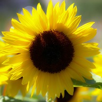 Natur | Blumen & Blüten | Sonnenblumen