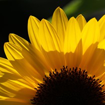 Natur | Blumen & Blüten | Sonnenblumen