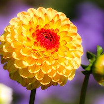 Natur | Blumen & Blüten | Blumen I