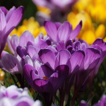 Natur | Blumen & Blüten | Krokusse