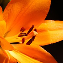 Natur | Blumen & Blüten | Blumen II
