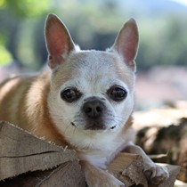 Natur | Tiere | Chino