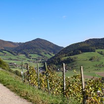 Natur | Schwarzwald | Glottertal
