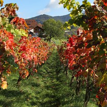 Natur | Schwarzwald | Glottertal
