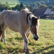 Natur | Schwarzwald | Glottertal
