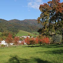 Natur | Schwarzwald | Glottertal
