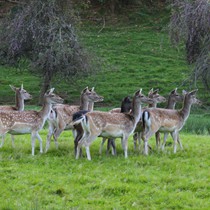 Natur | Schwarzwald | Glottertal
