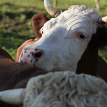 Natur | Schwarzwald | Glottertal
