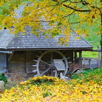 Natur | Schwarzwald | Glottertal | Hilzingermühle
