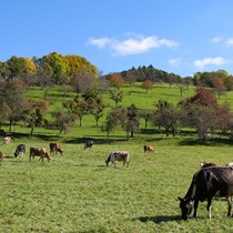 Natur | Schwarzwald | Glottertal | Glückliche Kühe überall im Tal

