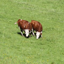 Natur | Schwarzwald | Glottertal
