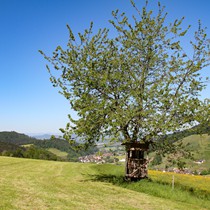 Natur | Schwarzwald | Glottertal

