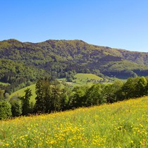 Natur | Schwarzwald | Glottertal | Kandel
