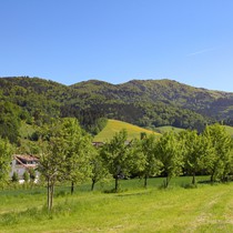 Natur | Schwarzwald | Glottertal | Kandel
